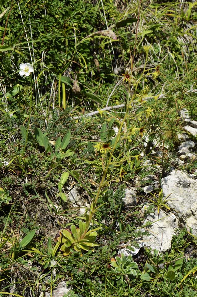 Saxifraga mutata / Sassifraga gialla aranciata
